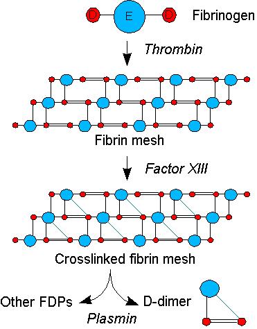 d-dimer-metabolize d-dimer-metabolize