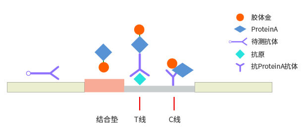 間接法膠體金檢測平臺(tái)