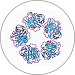 C反應(yīng)蛋白(CRP)