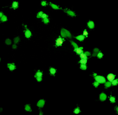 P3實驗室K79d9新冠活病毒檢測