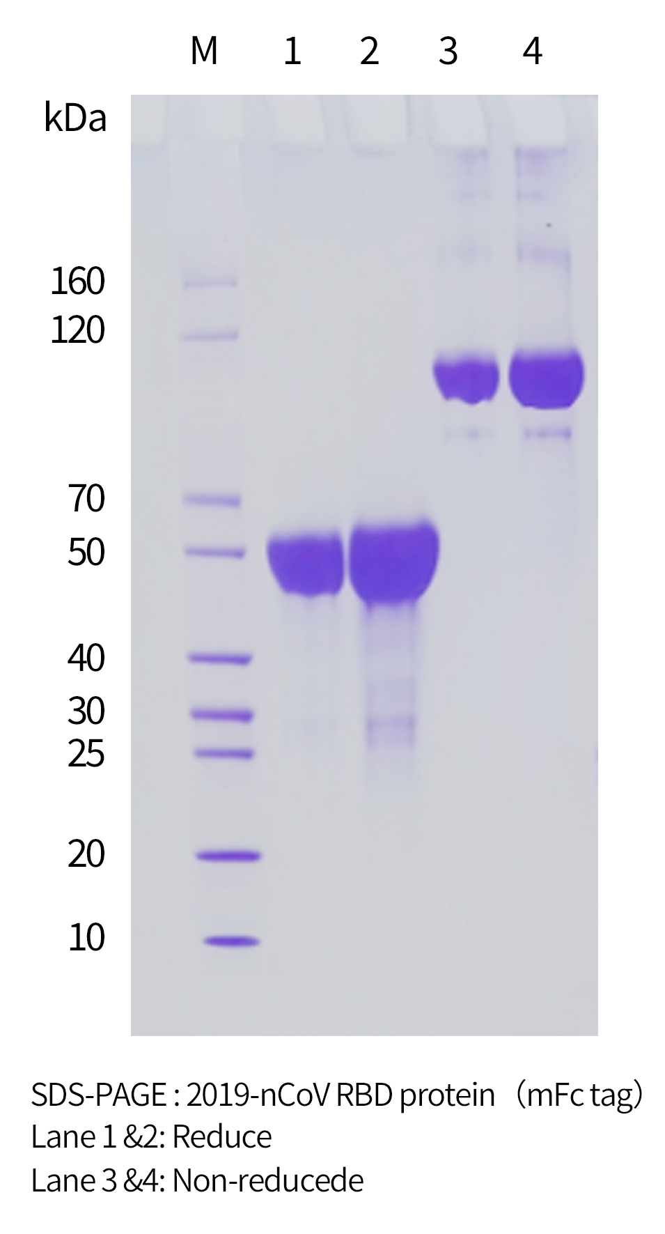2019-nCoV RBD protein(mFc tag)的膠圖 2019-nCoV RBD protein(mFc tag)的膠圖