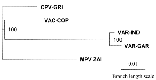MPV、VAR、CPV、VAC末端可變基因組序列系統(tǒng)發(fā)育樹分析