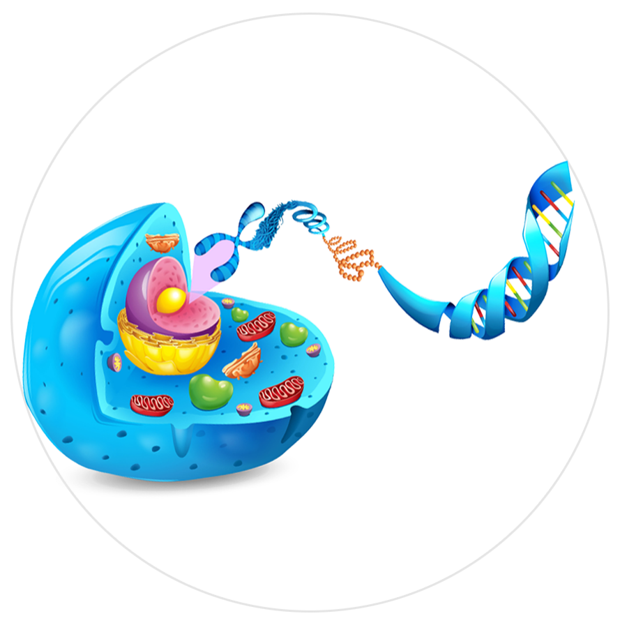 猴痘病毒基因組分析