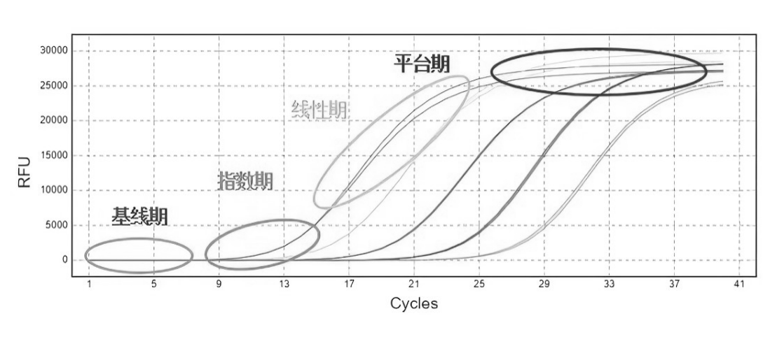qPCR擴(kuò)增曲線