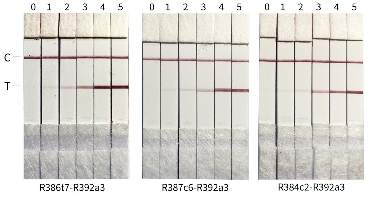 猴痘病毒A35R抗體膠體金檢測結果