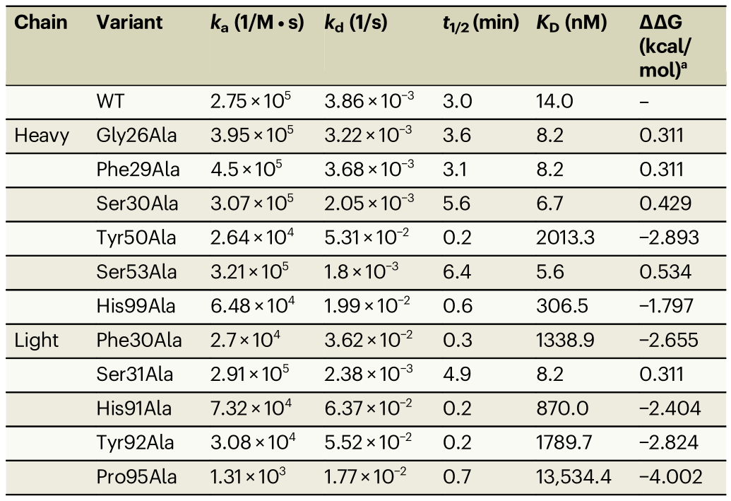 hCEACAM5A3-B3與tusa Fab相互作用的關(guān)鍵表位