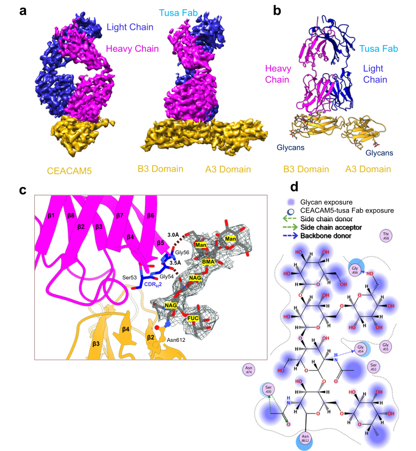 hCEACAM5A3-B3與tusa Fab復(fù)合物的低溫電鏡結(jié)構(gòu)