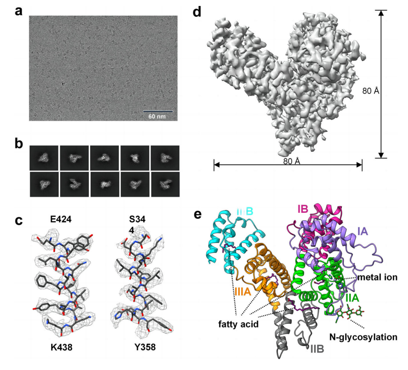 AFP的冷凍電鏡分析